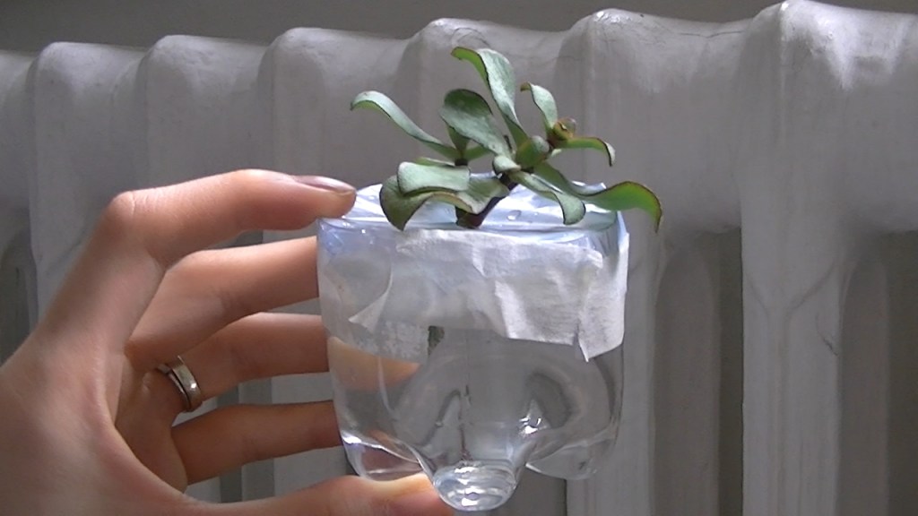 brazil leaf philodendron Philodendron Brasil | Easy, Variegated Trailing Houseplant main image 0